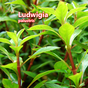 Ludwigia palustris